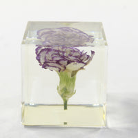 1 Carnation Specimen Paperweight Cube.  #173-1