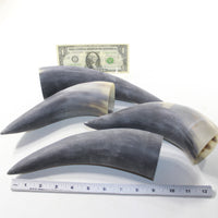 4 Raw Unfinished Cow Horns #9839 Natural Colored