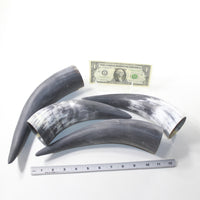 4 Raw Unfinished Cow Horns #8536 Natural Colored