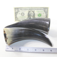 2 Small Polished Cow Horns #0738 Natural colored