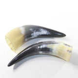 2 Small Polished Cow Horns #2936 Natural colored