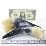 2 Small Polished Cow Horns #2936 Natural colored
