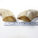 2 Sheep Horn  #8138 Natural Colored Polished Ram Horns