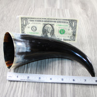 1 Polished Cow Horn #4345 Natural Colored
