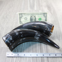 2 Polished Cow Horns #5446 Natural colored