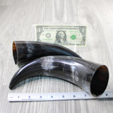 2 Polished Cow Horns #5446 Natural colored