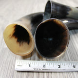 4 Small Polished Cow Horns #2446 Natural colored