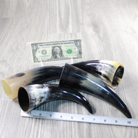 4 Small Polished Cow Horns #2446 Natural colored