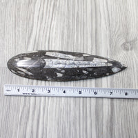 1 Large Orthoceras Fossil  #5146