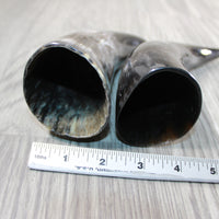 2 Polished Cow Horns #0946 Natural colored