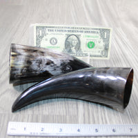 2 Polished Cow Horns #0946 Natural colored