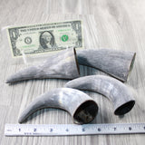 4 Raw Unfinished Cow Horn Tips #2046 Natural Colored