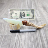 Goat Horn Handle Opalite Blade Ornamental Knife #9146 Mountain Man Knife