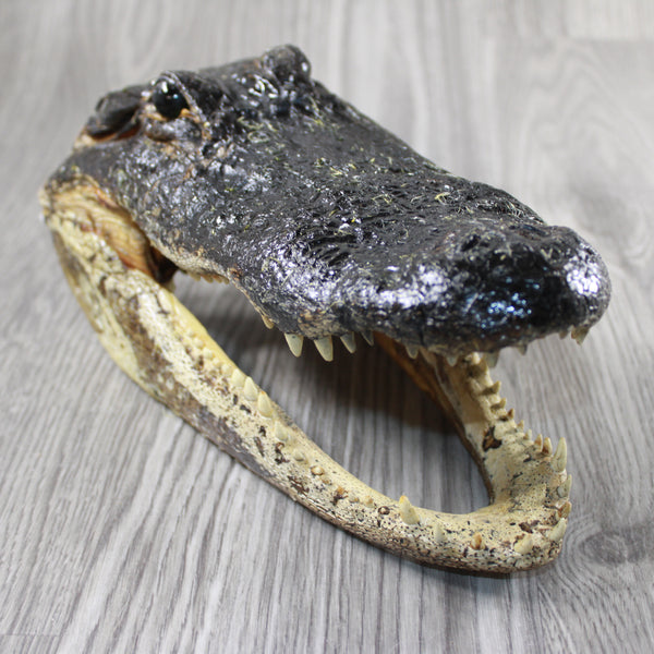 1 Alligator 11 Inch Head  #V047    taxidermy gator reptile crocodile