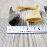 4 Small Polished Goat Horns #1847 Natural Colored