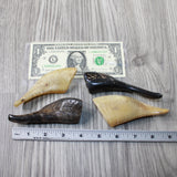 4 Small Polished Goat Horns #1847 Natural Colored