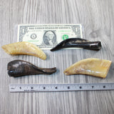 4 Small Polished Goat Horns #1847 Natural Colored