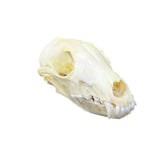 Fox Skull. #6547