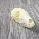 Fox Skull. #6547