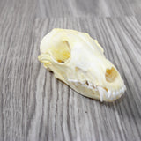 Fox Skull. #6547