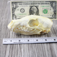 Fox Skull. #6547