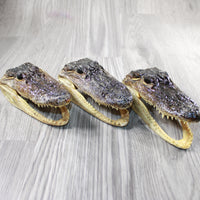 3 Alligator 6.75 Inch Heads  #V047    taxidermy gator reptile crocodile