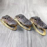 3 Alligator 6.75 Inch Heads  #V047    taxidermy gator reptile crocodile