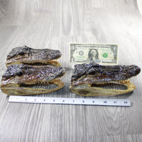 3 Alligator 6.75 Inch Heads  #V047    taxidermy gator reptile crocodile