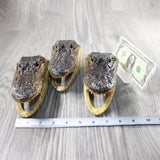 3 Alligator 6.75 Inch Heads  #V047    taxidermy gator reptile crocodile