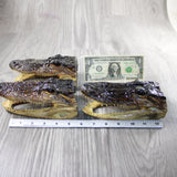 3 Alligator 6.75 Inch Heads  #V047    taxidermy gator reptile crocodile