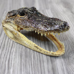 1 Alligator 6.5 Inch Head  #V647    taxidermy gator reptile crocodile