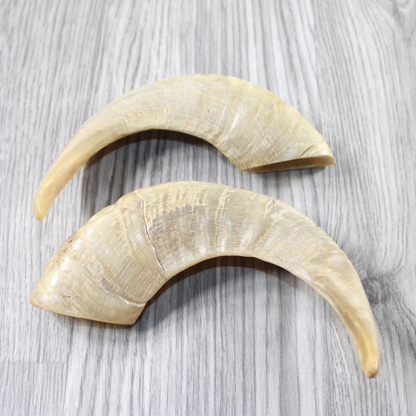 2 Sheep Horns  #9040 Natural Colored Polished Ram Horns