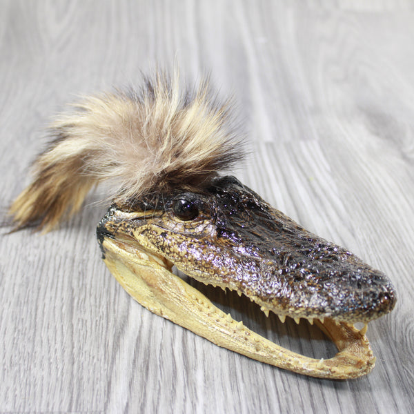 Alligator Head with Raccoon Tail Mohawk  #6540