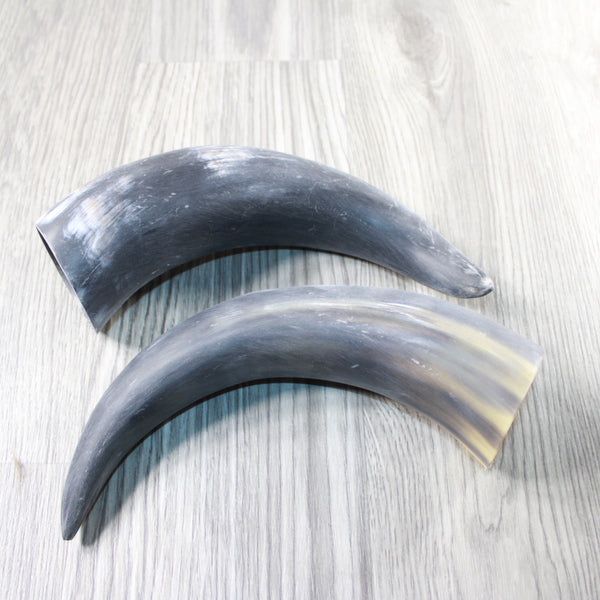 2 Raw Unfinished Cow Horns #7740 Natural Colored