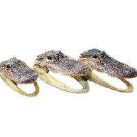 3 Alligator 6.5 Inch Head  #004-1    taxidermy gator reptile crocodile