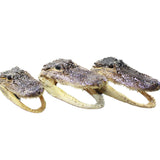 3 Alligator 6.5 Inch Head  #004-1    taxidermy gator reptile crocodile