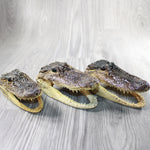 3 Alligator 6.5 Inch Head  #004-1    taxidermy gator reptile crocodile