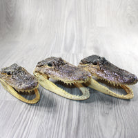 3 Alligator 6.5 Inch Head  #004-1    taxidermy gator reptile crocodile