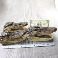 3 Alligator 6.5 Inch Head  #004-1    taxidermy gator reptile crocodile