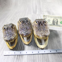 3 Alligator 6.5 Inch Head  #004-1    taxidermy gator reptile crocodile