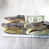 3 Alligator 6.5 Inch Head  #004-1    taxidermy gator reptile crocodile