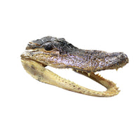 1 Alligator 6.5 Inch Head  #014-2    taxidermy gator reptile crocodile