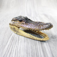 1 Alligator 6.5 Inch Head  #014-2    taxidermy gator reptile crocodile