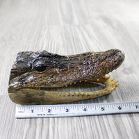 1 Alligator 6.5 Inch Head  #014-2    taxidermy gator reptile crocodile