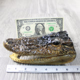 1 Alligator 6.5 Inch Head  #014-2    taxidermy gator reptile crocodile