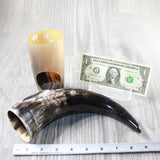 1 Polished Cow Horn Plus Stand #174-2 Medieval Tankard