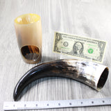 1 Polished Cow Horn Plus Stand #174-2 Medieval Tankard