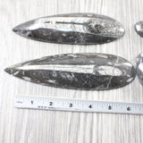 4 Large Orthoceras Fossils  #3051