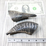 2 Small Polished Goat Horns #4651 Natural Colored