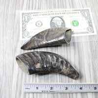 2 Small Polished Goat Horns #4651 Natural Colored